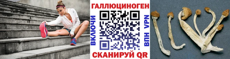 закладки  Андреаполь  Псилоцибиновые грибы прущие грибы 